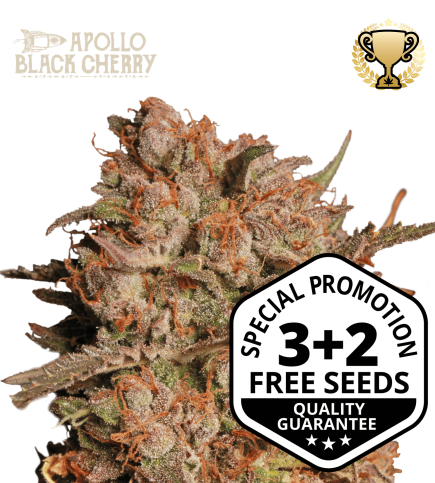 Buy Apollo Black Cherry Auto Exclusive Seeds️ - Seedstockers