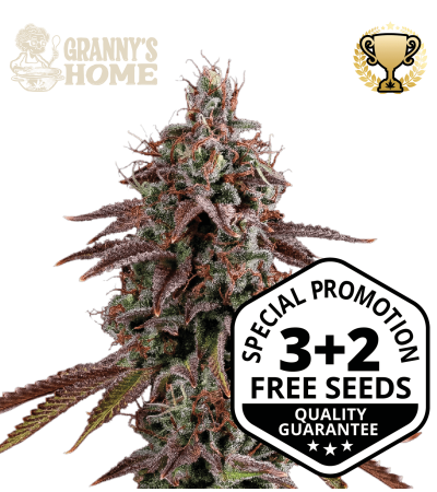 Granny's Home - Buy GMO Cannabis Seeds. Feminized Seeds