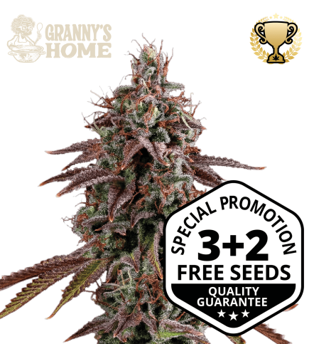 Granny's Home - Buy GMO Cannabis Seeds. Feminized Seeds