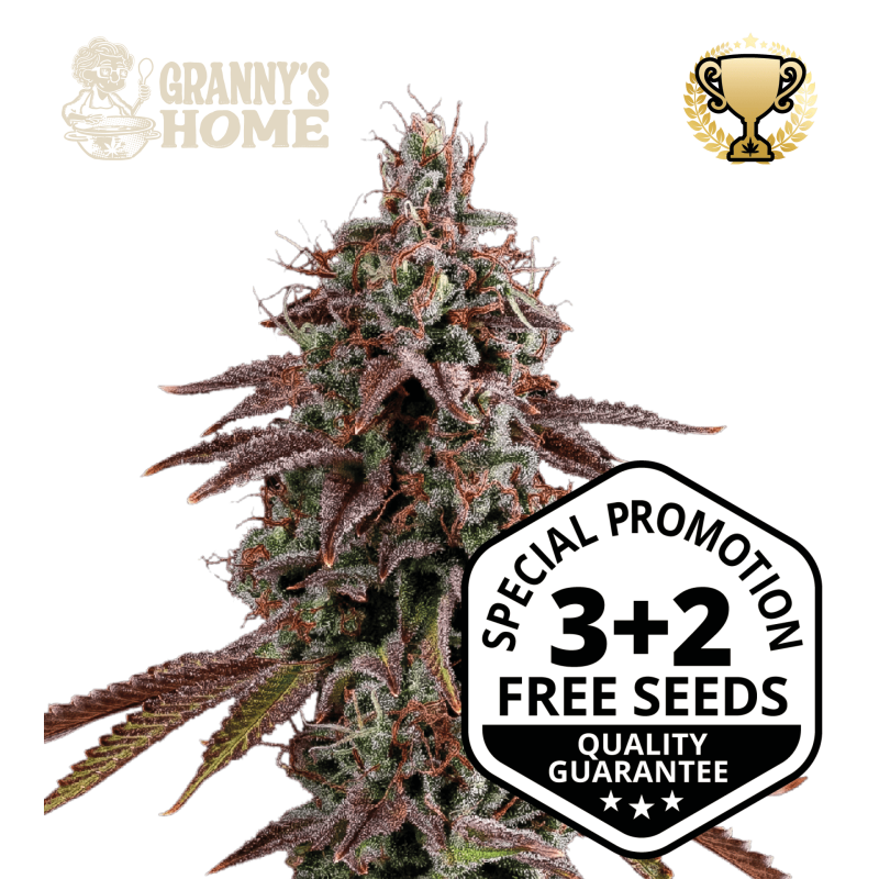 Granny's Home - Buy GMO Cannabis Seeds. Feminized Seeds