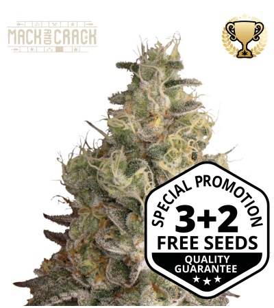 Buy Mack and Crack Auto  exclusive seeds️ - Seedstockers