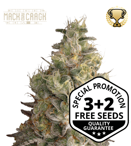 Buy Mack and Crack Auto  exclusive seeds️ - Seedstockers