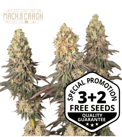 Buy Mack and Crack Fem Exclusive Seeds️ - Seedstockers