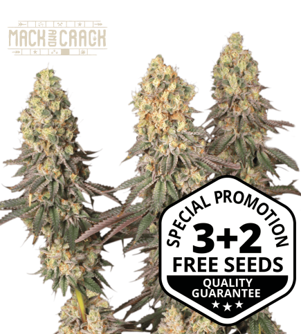 Buy Mack and Crack Fem Exclusive Seeds️ - Seedstockers