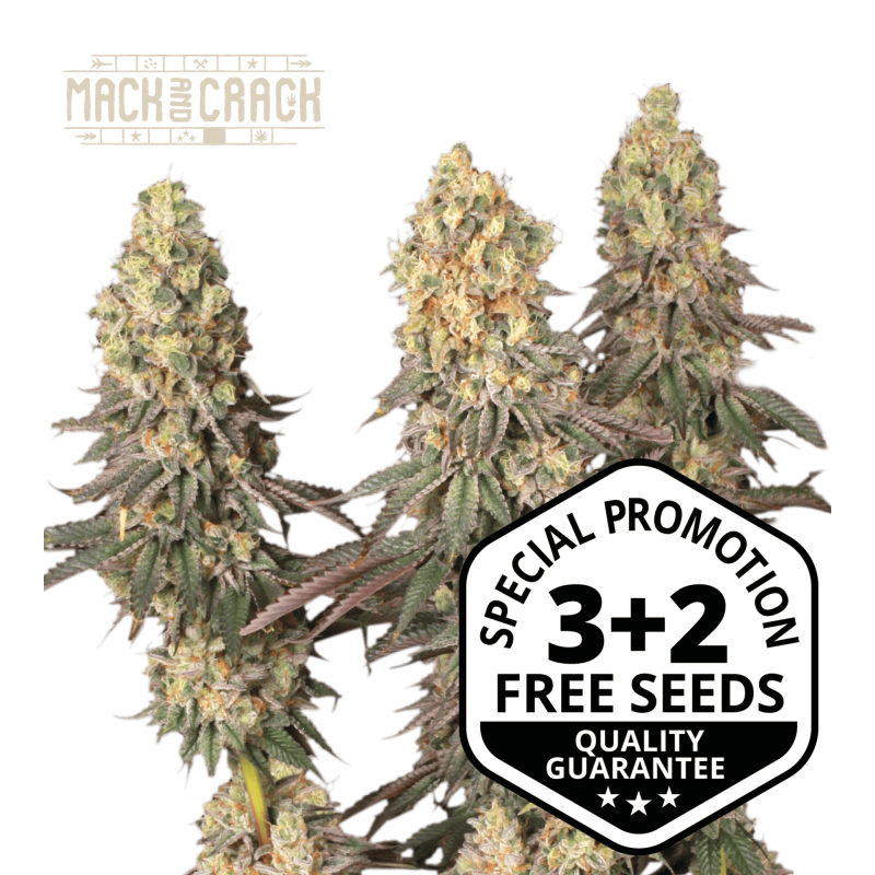 Buy Mack and Crack Fem Exclusive Seeds️ - Seedstockers