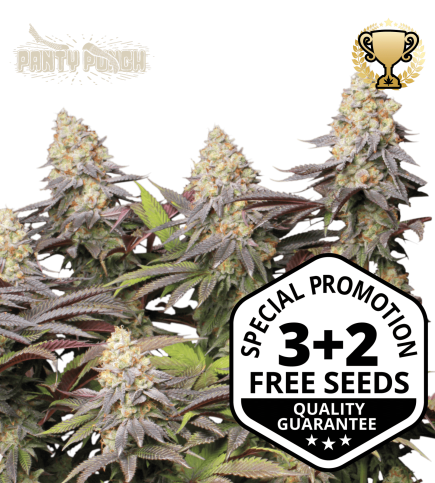 Buy Panty Punch Fem Exclusive Seeds️ Superior - Seedstockers