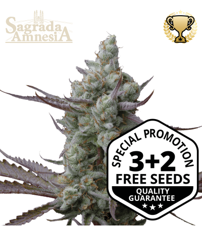 Sagrada Amnesia© Feminized