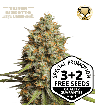 Buy Triton Biscotto Lime Auto Exclusive Seeds - Seedstockers