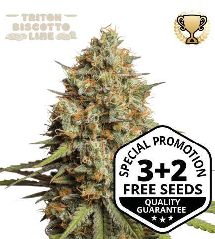 Buy Triton Biscotto Lime Auto Exclusive Seeds - Seedstockers