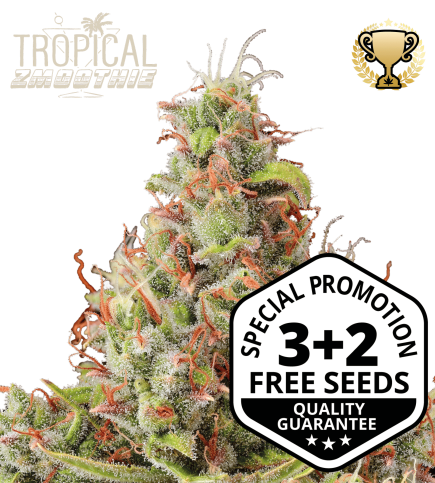 Buy Tropical Zmoothie Autoflowering Seeds online – Seedstockers