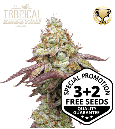 Buy Tropical Zmoothie Feminised seeds online - Seedstockers