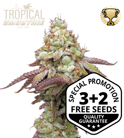 Buy Tropical Zmoothie Feminised seeds online - Seedstockers