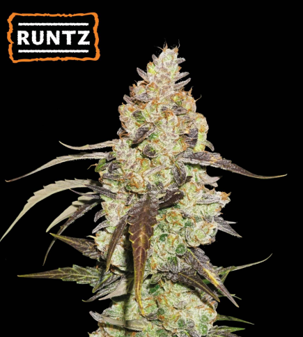 ▷ Buy Runtz Fem seeds⛰️【Seedstockers Oficial】USA