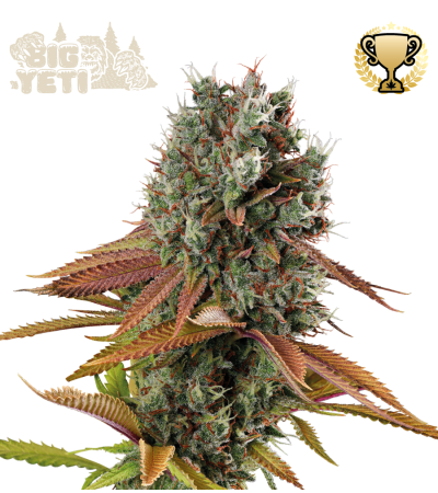 Big Yeti - Buy Outdoor Cannabis Seeds - Seedstockers UK