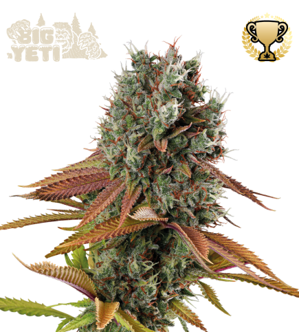 Big Yeti - Buy Outdoor Cannabis Seeds - Seedstockers UK