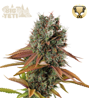 🪴 Big Yeti© | Outdoor Feminized Seeds | Shop at Seedstockers UK 🐿️