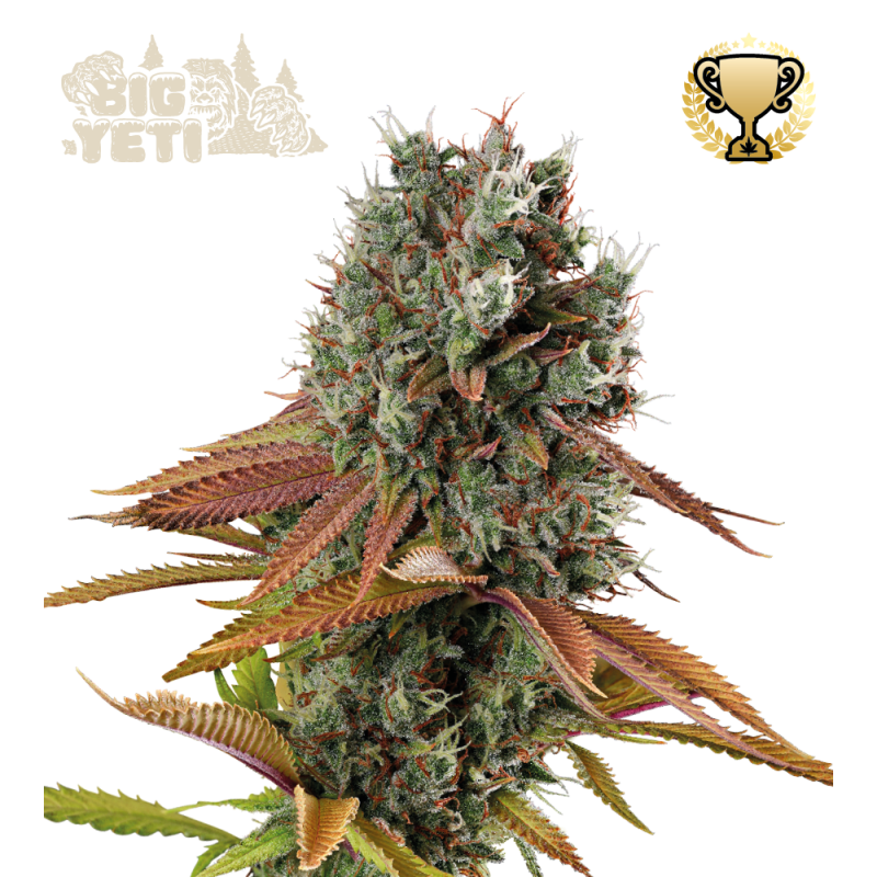 Big Yeti - Buy Outdoor Cannabis Seeds - Seedstockers UK