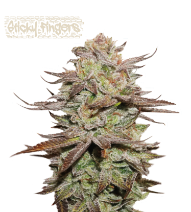 🪴 Sticky Fingers© | Autoflower Cannabis Seeds | Shop at Seedstockers UK 🐿️