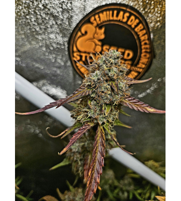 🪴 Sticky Fingers© | Autoflower Cannabis Seeds | Shop at Seedstockers UK 🐿️
