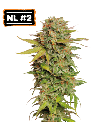 🪴 Northern Lights #2 | Regular Cannabis Seeds | Shop at Seedstockers UK 🐿️