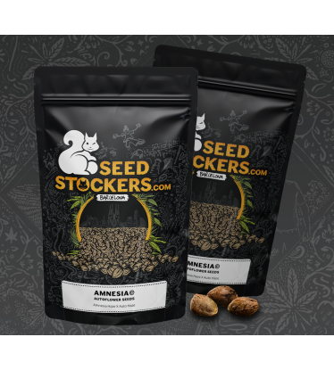 🔥 Amnesia Autoflower – 15 Seeds, One Crazy Deal! | Seedstockers