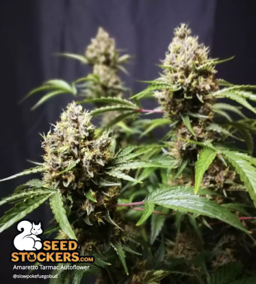 3 Buds Amaretto Tarmac Autoflower Flowering