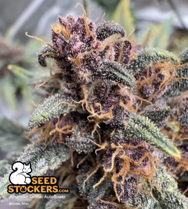 Purple Amaretto Tarmac Automatic Flowering Bud