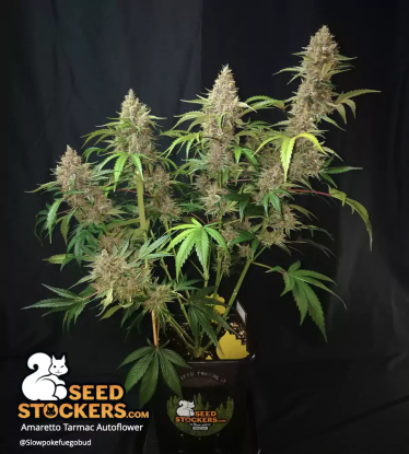 Amaretto Tarmac Auto Whole Plant Flowering Indoor