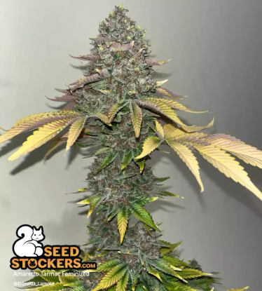 Colabud Amaretto Tarmac Fem Cannabis Bud Grown from Seeds