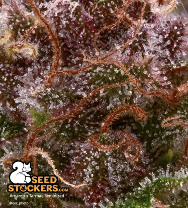 Close up trichomes color cannabis
