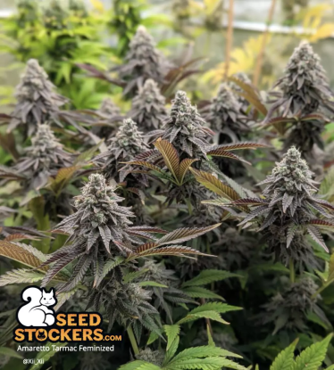 Amaretto Tarmac Fem buds flowering indoor