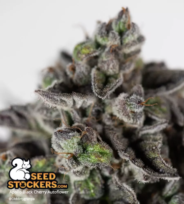 Apollo Black Cherry Flowering Close Up Cannabis Bud