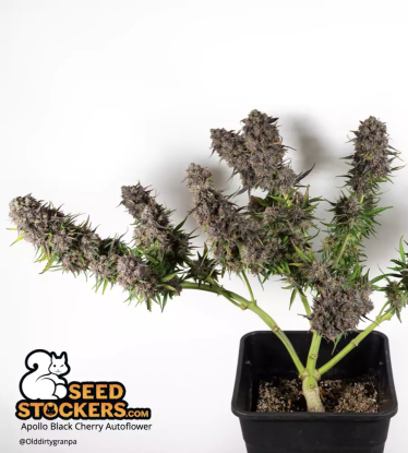 🪴 Apollo Black Cherry© | Autoflower Cannabis Seeds | Shop at Seedstockers UK 🐿️