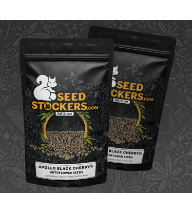 Apollo Black Cherry Cannabis Seed Packaging