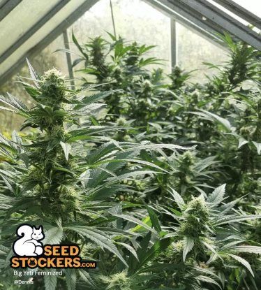 🪴 Big Yeti© | Outdoor Feminized Seeds | Shop at Seedstockers UK 🐿️
