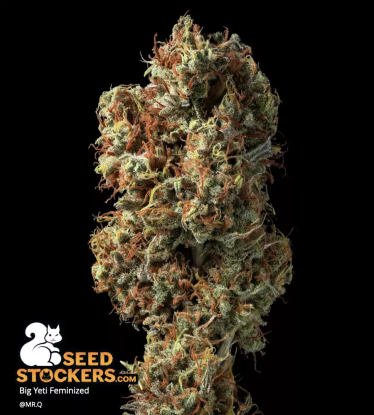 🪴 Big Yeti© | Outdoor Feminized Seeds | Shop at Seedstockers UK 🐿️