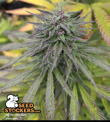 🪴 Big Yeti© | Outdoor Feminized Seeds | Shop at Seedstockers UK 🐿️