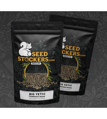 Packaging of cannabis seeds from the best seed brand in the world
