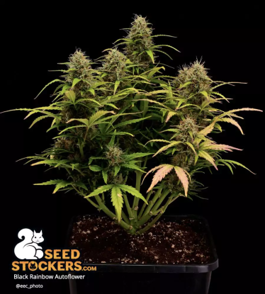 Black Rainbow Autoflower Plant Indoor