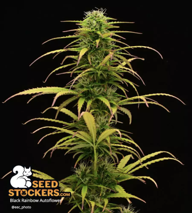 Flower Cannabis Black Rainbow Autoflower