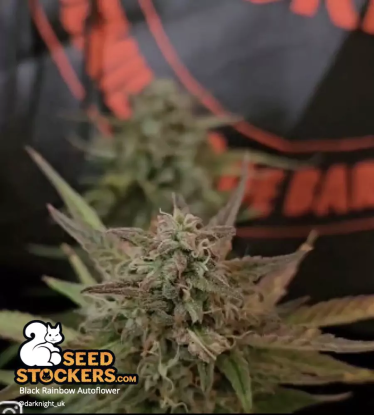 Bud Autoflower Black Rainbow