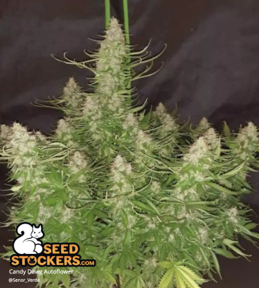 Candy Dawg Autoflower indoor Cannabis