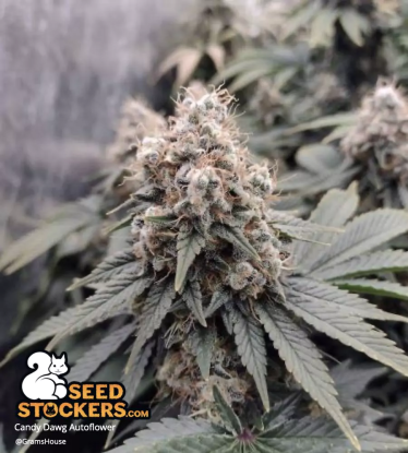 Candy Dawg Autoflower marijuana Bud grown from cannabis seeds