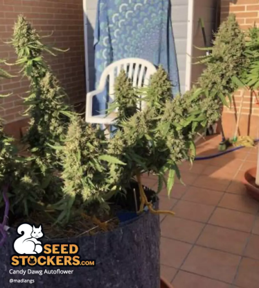 Candy Dawg Autoflower Outdoor Grown Cannabis Plant