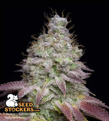 Trichome rich Blackberry Gum Feminized Bud