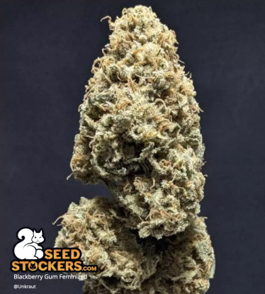 Dried cannabis bud Blackberry Gum Feminized
