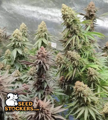 Indoor Blackberry Gum Feminized Plants