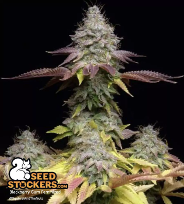 Coloured leaves on frosty cannabis bud Blackberry Gum Feminized
