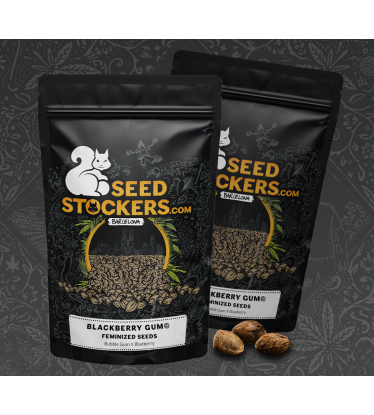 Cannabis seed packaging Blackberry Gum best seed brand