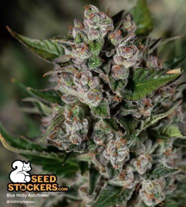 Blue Moby Autoflower frosty cannabis bud